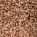 Nocciola