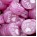 Fucsia Perlato