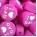Fucsia